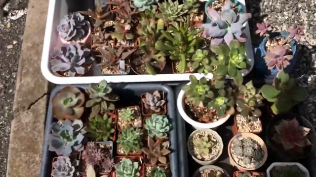 Суккуленты на улице смотреть онлайн