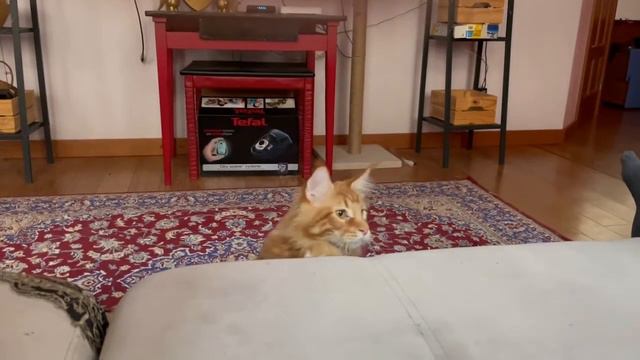 Most Affectionate Lap Cat Breeds - The 10 Most Cuddly Cat Breeds смотреть онлайн