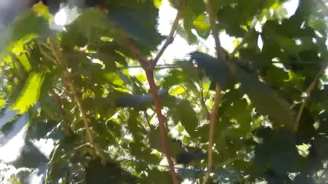 Осенняя чеканка винограда. смотреть онлайн