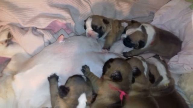 Кормление щенков смотреть онлайн