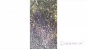 ТОПКАНОВО / ВСТРЕТИЛИ КАБАНА / А МОЖЕТ ЭТО ПРОСТО БОРОВ? / 7 октября 2018