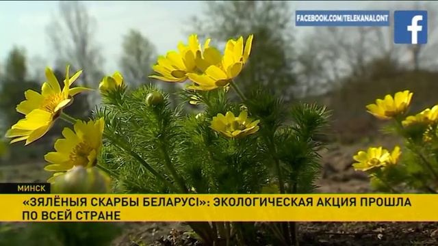 Акция «Зялёныя скарбы Беларусi» прошла по всей стране смотреть онлайн