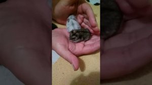 Как подружить двух хомяков?