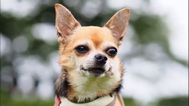 Спасение собаки