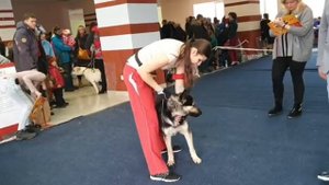 Моно вео Челябинск 15.02.2020 суки промежуток