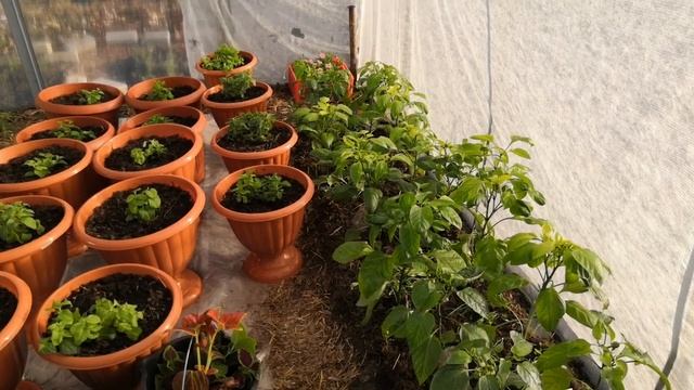 Новые каркасные грядки, их наполнение. Цветы, цветы... кругом цветы. Высаживаю цветочную рассаду смотреть онлайн