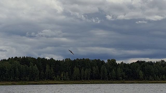 Коршун ловит рыб