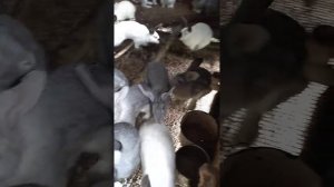 Чистопородные кролики породы Советская шиншилла, Калифорнийская.