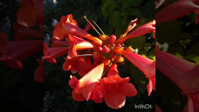 Клематис...💖 смотреть онлайн