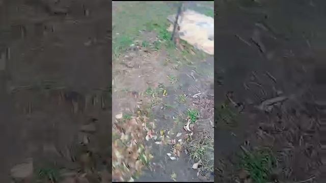 Ахметхузин Сергей. Диагноз - садовод!