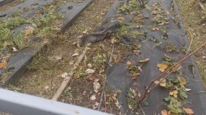 Вариант укрытия винограда на зиму для холодных регионов
