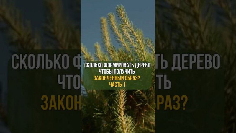 Сколько формировать дерево, чтобы получить законченный образ?! Часть 1