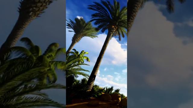 Egypt, palm trees in an oasis in the Egyptian desert