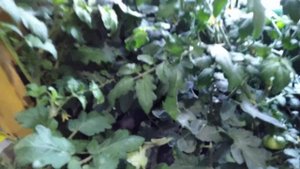 Томаты на окне. Фитосвет своими руками.