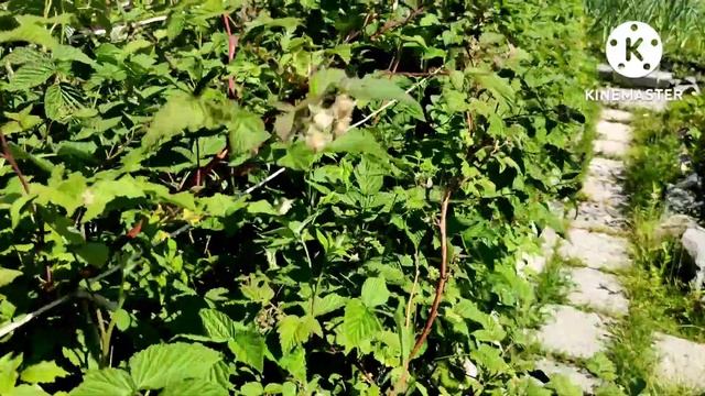 Дача, Тогучинский район, улица Малиновая смотреть онлайн