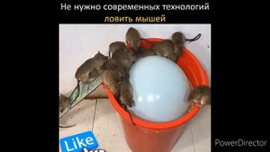 Изготовление мышеловки в домашних условиях