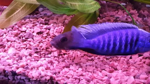 Размножение малазийских цихлид. смотреть онлайн