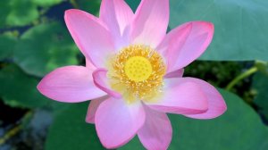 Лотосы. Озеро с лотосами в 2,7к 60fps. Волго-Ахтубинская пойма. Футажи цветов. Релакс-видео.