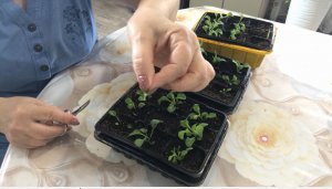 Прищипывание петунии для обильного цветения Когда ?