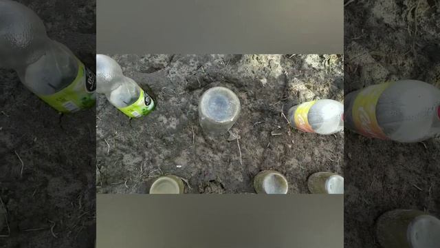 А у нас подснежники расцвели в феврале и розы двинулись в рост! А у вас?