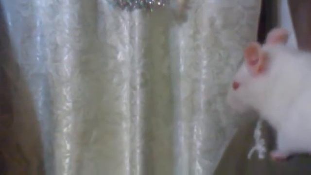 Дуська вибрирует ушками.mp4 смотреть онлайн