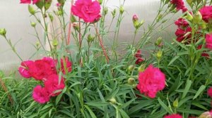 Чудо Ампельная Гвоздика!