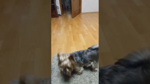 дрессировка йорка.