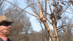 Pruning (Not Murdering) Crape Myrtle