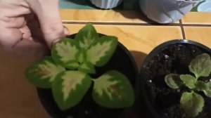 Как пересаживать цветы из горшка в горшок [пересаживаем комнатные растения]