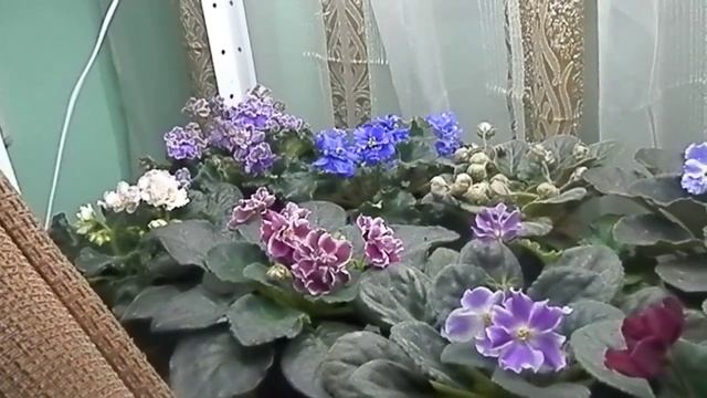 ПРИЧИНЫ И ЗА КОТОРЫХ НЕ ЦВЕТУТ ФИАЛКИ !!! смотреть онлайн