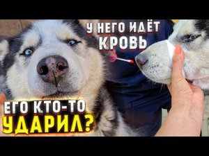 Новому потеряшке Хаски в городе ПЛОХО Везем в Георгиевск вместе с "Принцем" на лечение.