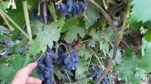 Сорт винограда Ромбик,на участке Бондарева В.В. г. Палласовка, Волгоградской области