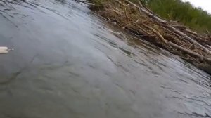 Поиск металликом в реке утерянной вчера блесны.