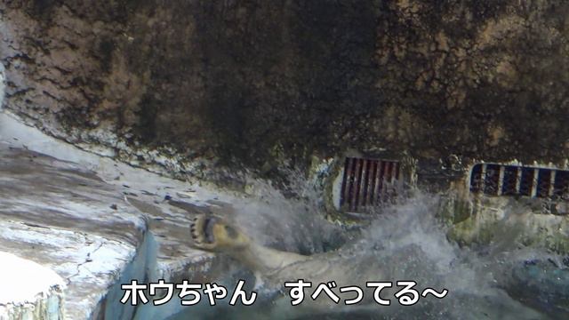 七夕さん💗ホウちゃんの彦星はどこ？楽しみだね【天王寺動物園】