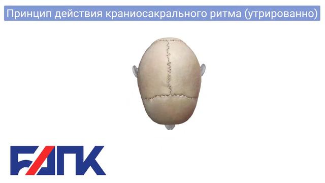 Принцип действия краниосакрального ритма, утрированно (craniosacral Rhythm, Exaggerated)
