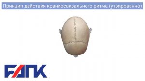 Принцип действия краниосакрального ритма, утрированно (craniosacral rhythm, exaggerated)