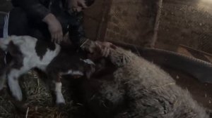Овца не принимает ягненка // Содержание овец в домашних условиях // как накормить ягненка