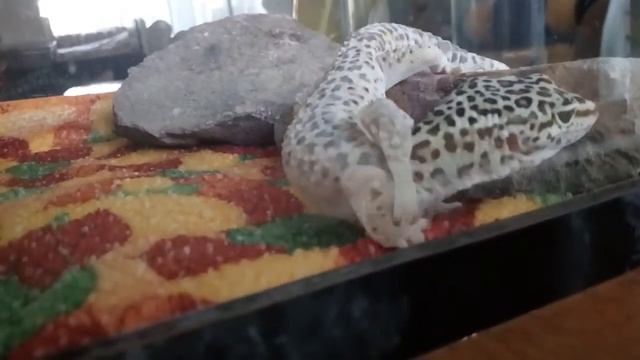 Линька эублефара #1