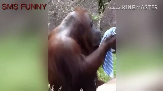 СМЕШНЫЕ ЖИВОТНЫЕ 2019 | ПРИКОЛЫ КОТЫ обезьянки #лучше приколы с обезьянки funny animals смотреть онлайн