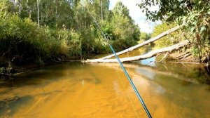 опять бобры плотину строят