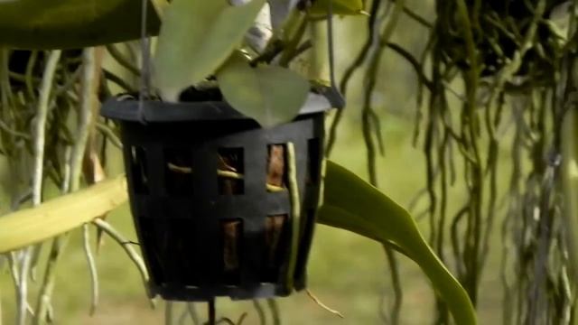 Orchid Garden , Nikon Coolpix P100 Photos and HD Video test смотреть онлайн