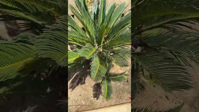 Palm tree 🌴 evolution смотреть онлайн