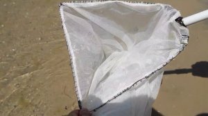 Сачок из китайского зонтика, своими руками! Do-it-yourself net from a Chinese umbrella!