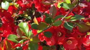 Айва японская превосходная `Red Trail`