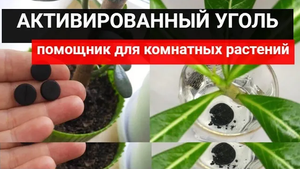 АКТИВИРОВАННЫЙ УГОЛЬ - помощник для комнатных растений