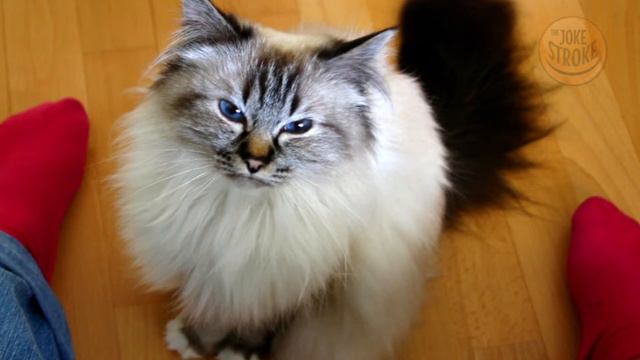 З днём нараджэння - Бирманская кошка смотреть онлайн