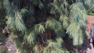 #TreeTipTuesday - Pinus Strobus Pendula
