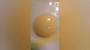 Проверяем куриные  яйца на оплод.