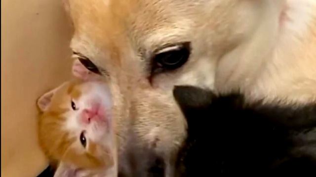 Собака не сдержала инстинктов, увидев котят! Только посмотрите, что она сделала! смотреть онлайн