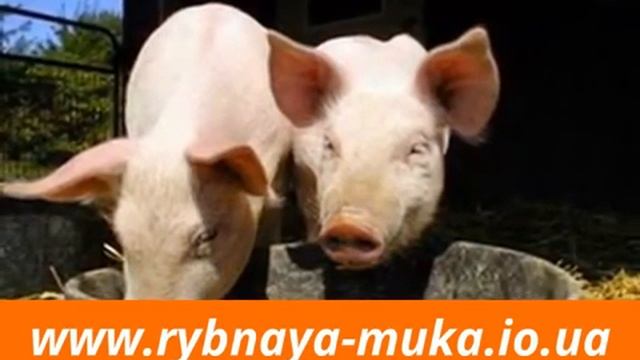 Внимательно заказывайте печать фото на холсте в Николаеве и не только
